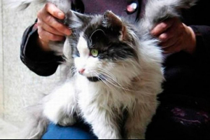 Mačke s krilima - nevjerojatna anomalija Mačke s krilima - nevjerojatna anomalija